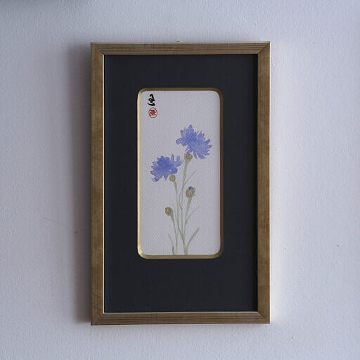 Chaber bławatek (Centaurea cyanus)