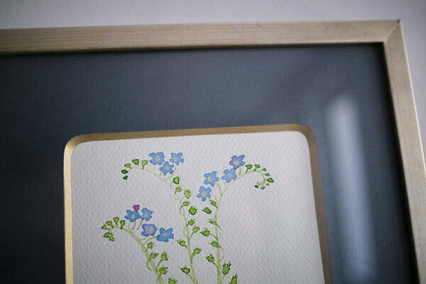Niezapominajka (Myosotis) - obrazek 3