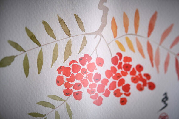 Jarzębina (Sorbus aucuparia) - obrazek 5